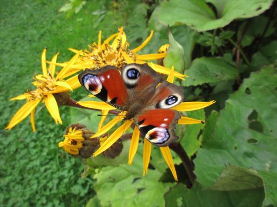 European peacock butterfly